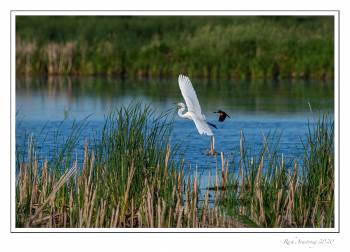 egret n RWBB.jpg